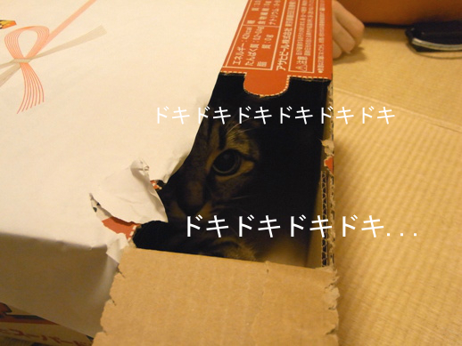 f:id:akiyochan15:20121220023445j:image f:id:akiyochan15:20121220023445j:image