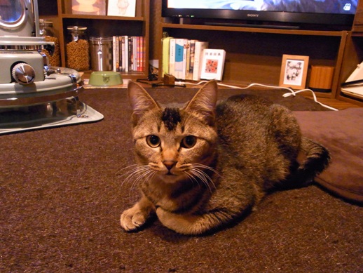 f:id:akiyochan15:20121228151050j:image f:id:akiyochan15:20121228151050j:image