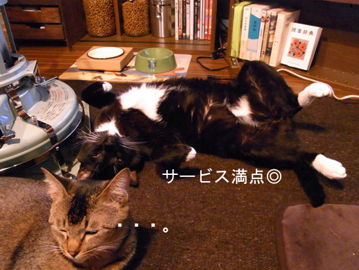 f:id:akiyochan15:20121230152409j:image f:id:akiyochan15:20121230152409j:image