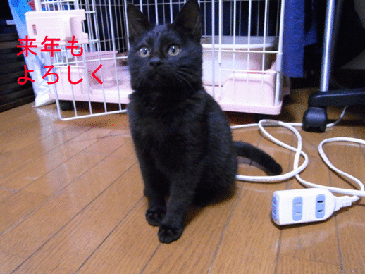 f:id:akiyochan15:20121231124640g:image f:id:akiyochan15:20121231124640g:image