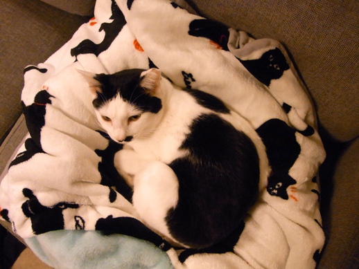 f:id:akiyochan15:20130104230830j:image