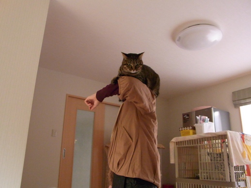 f:id:akiyochan15:20130106125303j:image