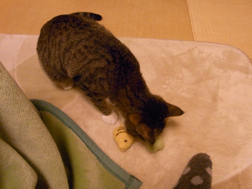 f:id:akiyochan15:20130110204714j:image