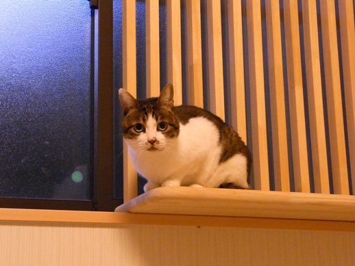 f:id:akiyochan15:20130122175932j:image f:id:akiyochan15:20130122175932j:image