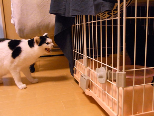 f:id:akiyochan15:20130124152335j:image f:id:akiyochan15:20130124152335j:image