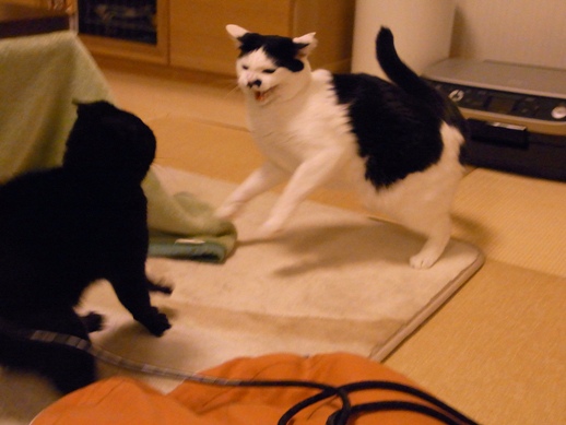 f:id:akiyochan15:20130131014020j:image