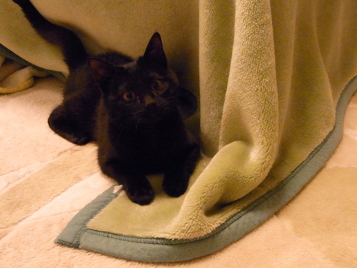 f:id:akiyochan15:20130131014457j:image