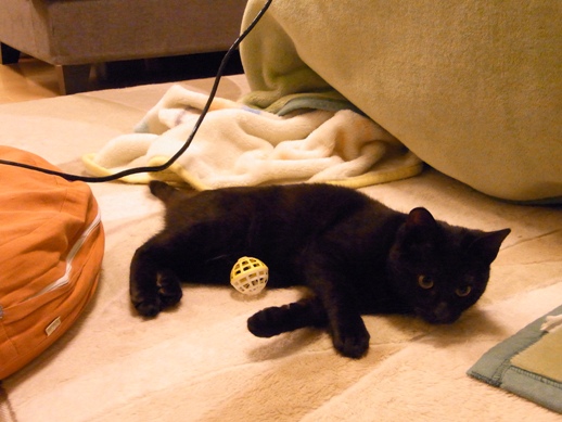 f:id:akiyochan15:20130131014532j:image