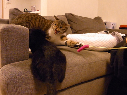 f:id:akiyochan15:20130204002956j:image:w350 f:id:akiyochan15:20130204002956j:image:w350