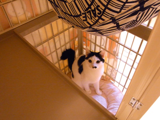 f:id:akiyochan15:20130214070913j:image