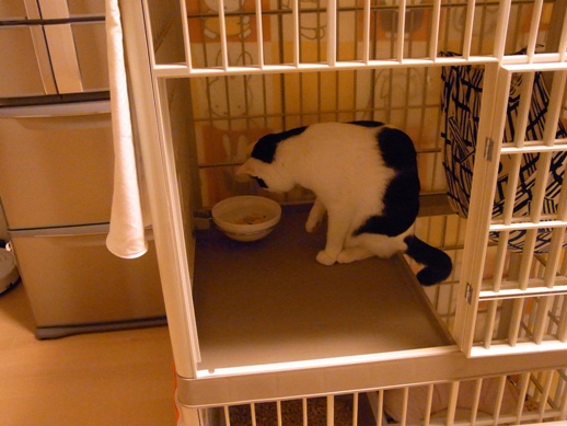 f:id:akiyochan15:20130214071047j:image