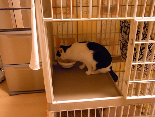 f:id:akiyochan15:20130214071105j:image