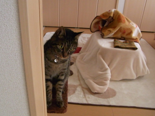 f:id:akiyochan15:20130220150711j:image:w350 f:id:akiyochan15:20130220150711j:image:w350