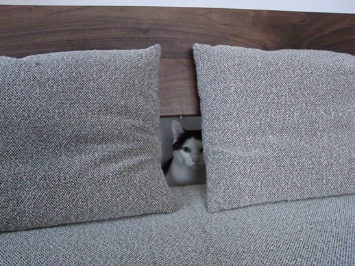 f:id:akiyochan15:20130220173511j:image f:id:akiyochan15:20130220173511j:image