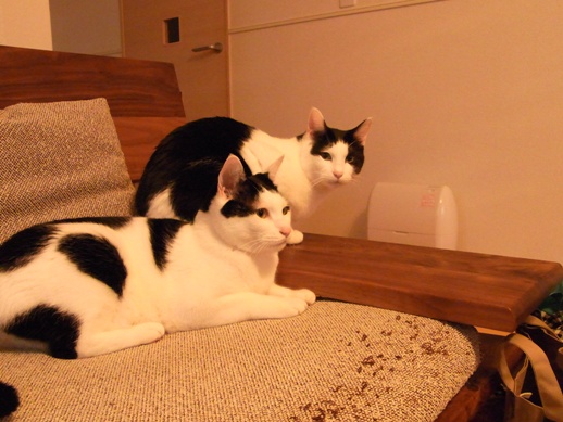 f:id:akiyochan15:20130220180908j:image f:id:akiyochan15:20130220180908j:image