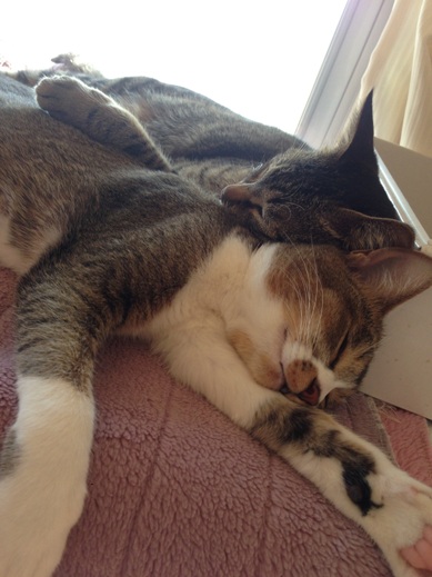 f:id:akiyochan15:20130302143538j:image f:id:akiyochan15:20130302143538j:image