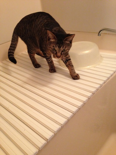 f:id:akiyochan15:20130302143540j:image f:id:akiyochan15:20130302143540j:image