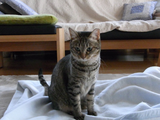 f:id:akiyochan15:20130306144717j:image