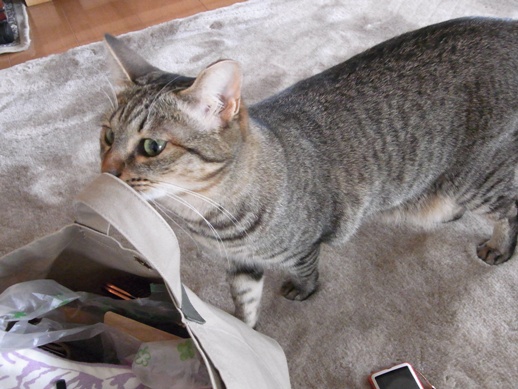 f:id:akiyochan15:20130306145457j:image