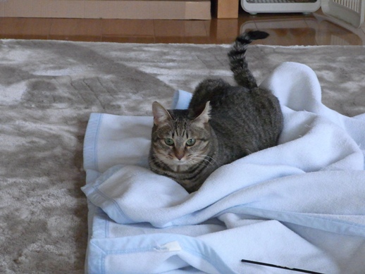 f:id:akiyochan15:20130306170304j:image