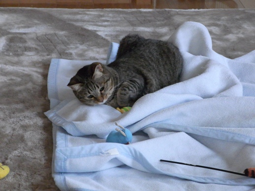 f:id:akiyochan15:20130306170400j:image