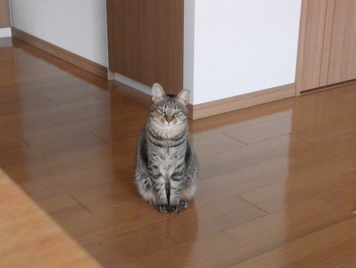 f:id:akiyochan15:20130306171252j:image