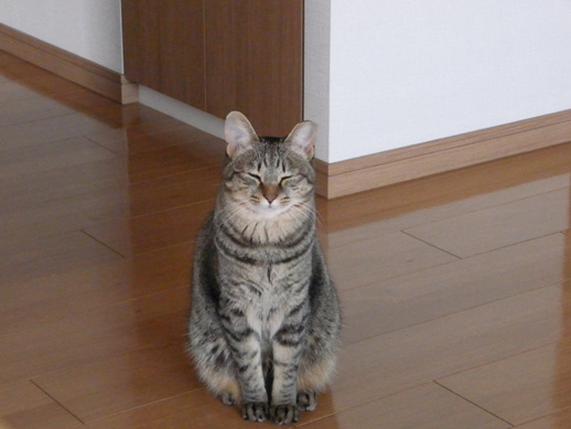 f:id:akiyochan15:20130306171309j:image