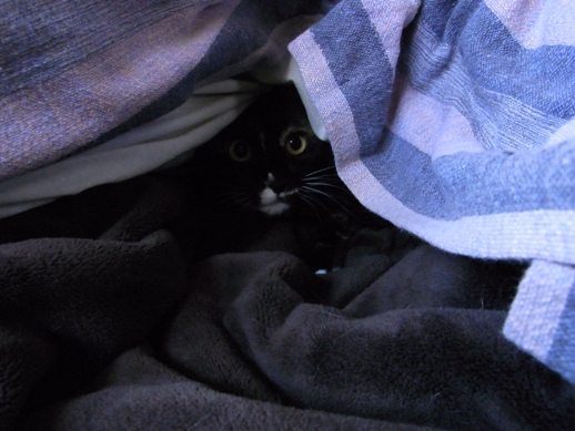 f:id:akiyochan15:20130314170708j:image