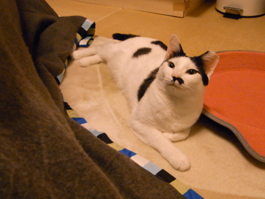 f:id:akiyochan15:20130326032727j:image f:id:akiyochan15:20130326032727j:image