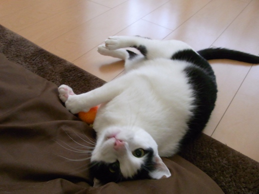 f:id:akiyochan15:20130408152117j:image f:id:akiyochan15:20130408152117j:image