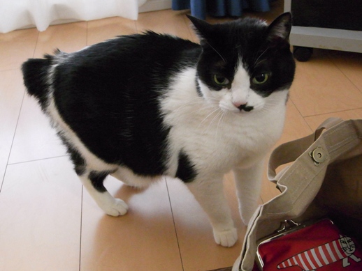 f:id:akiyochan15:20130408153038j:image f:id:akiyochan15:20130408153038j:image