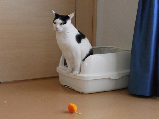 f:id:akiyochan15:20130408164041j:image f:id:akiyochan15:20130408164041j:image