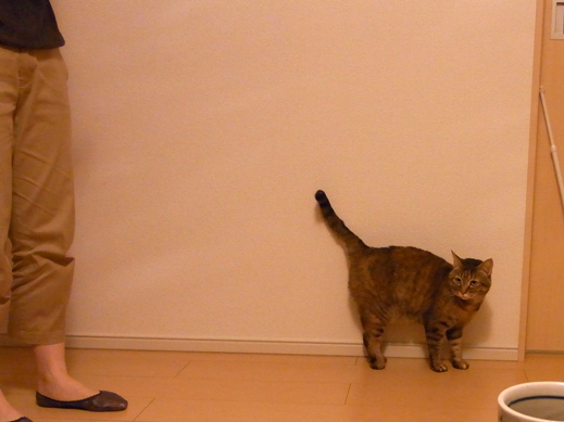 f:id:akiyochan15:20130408210953j:image f:id:akiyochan15:20130408210953j:image