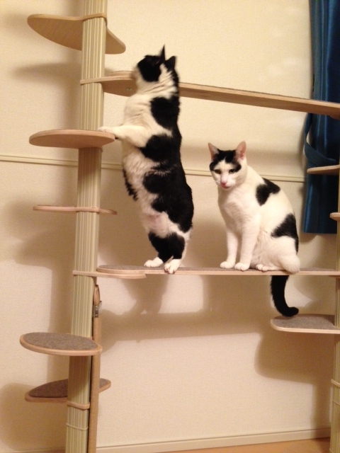 f:id:akiyochan15:20130409192904j:image:w318 f:id:akiyochan15:20130409192904j:image:w318