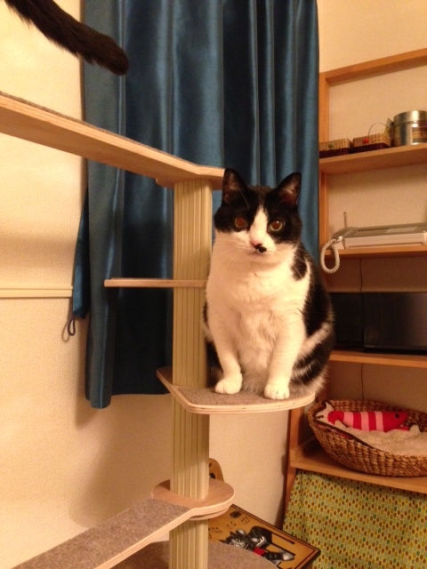 f:id:akiyochan15:20130409193259j:image:w318 f:id:akiyochan15:20130409193259j:image:w318