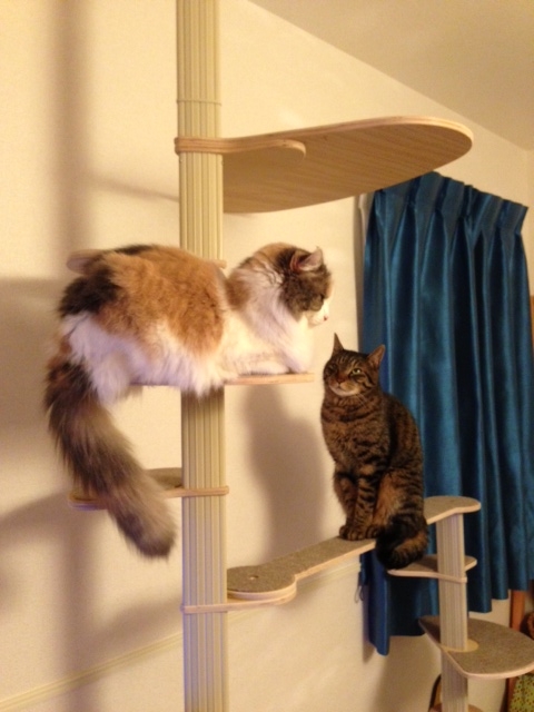 f:id:akiyochan15:20130409230523j:image:w318 f:id:akiyochan15:20130409230523j:image:w318