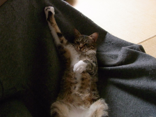 f:id:akiyochan15:20130420125322j:image