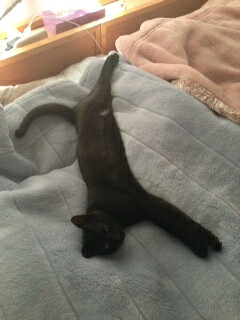 f:id:akiyochan15:20130506080449j:image