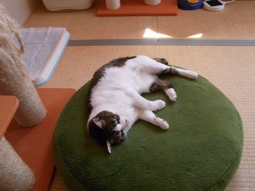 f:id:akiyochan15:20130507105436j:image