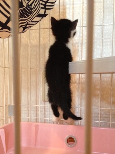 f:id:akiyochan15:20130520145532j:image