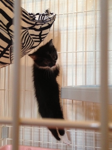 f:id:akiyochan15:20130520145635j:image