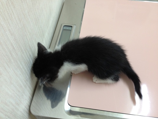 f:id:akiyochan15:20130520173429j:image