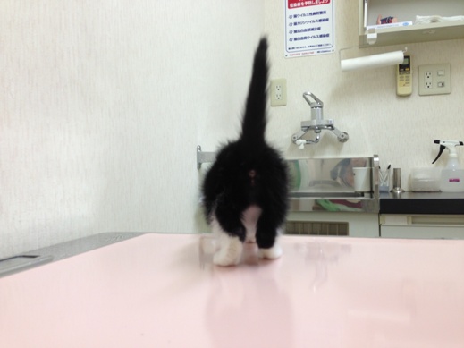 f:id:akiyochan15:20130520173548j:image