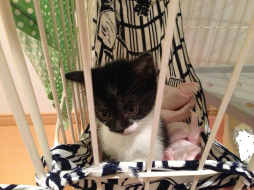 f:id:akiyochan15:20130520234149j:image