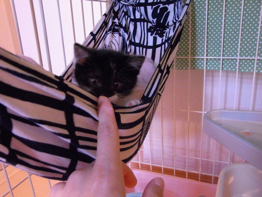 f:id:akiyochan15:20130521164540j:image f:id:akiyochan15:20130521164540j:image