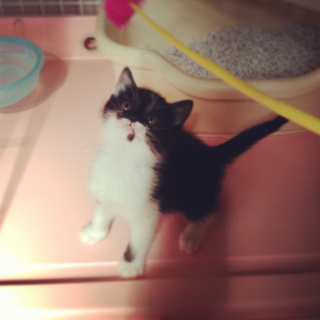 f:id:akiyochan15:20130522091456j:image f:id:akiyochan15:20130522091456j:image