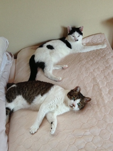 f:id:akiyochan15:20130522155308j:image f:id:akiyochan15:20130522155308j:image