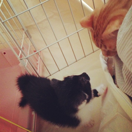 f:id:akiyochan15:20130529001925j:image:w400