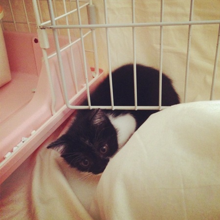 f:id:akiyochan15:20130531164422j:image:w400