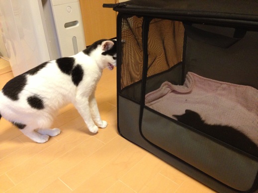 f:id:akiyochan15:20130531172934j:image